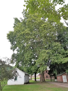 The Sycamore Tree: Is it 200 years old, or 300?